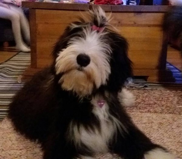 Rooroo